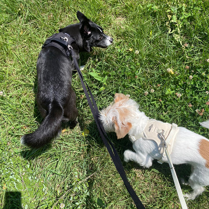 THESALLYSLAW - Classic walk harness 