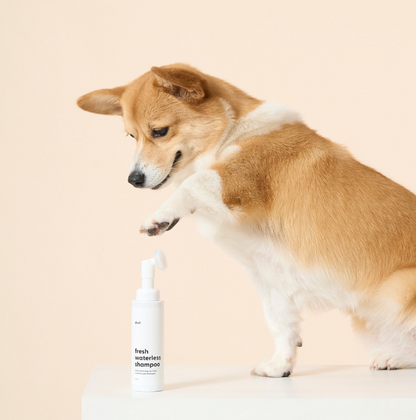 DUIT - FRESH WATERLESS SHAMPOO 
