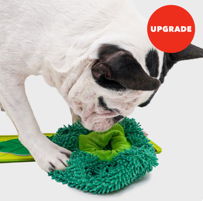 BACON BOX - BROCCOLI NOSEWORK TOY