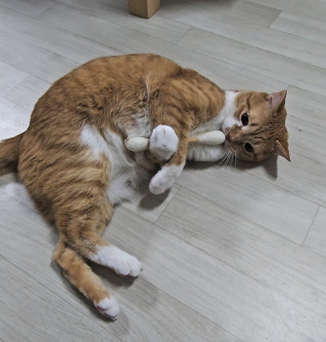 *現貨*HUE PLANE - 貓薄荷羊毛棉籤