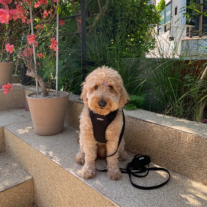 THESALLYSLAW - Classic walk harness 