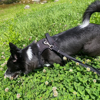 THESALLYSLAW - Classic walk harness 