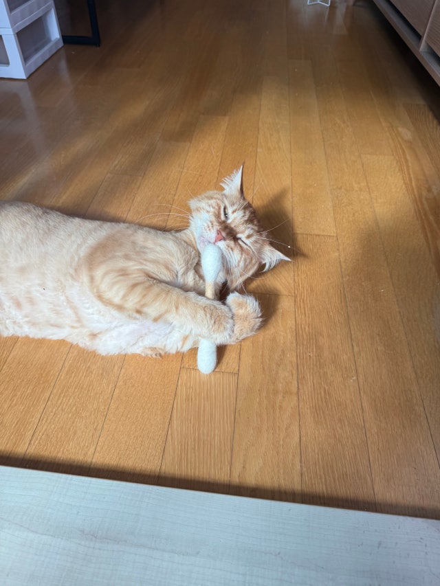 *現貨*HUE PLANE - 貓薄荷羊毛棉籤