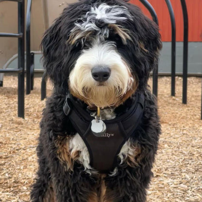 THESALLYSLAW - Classic walk harness 