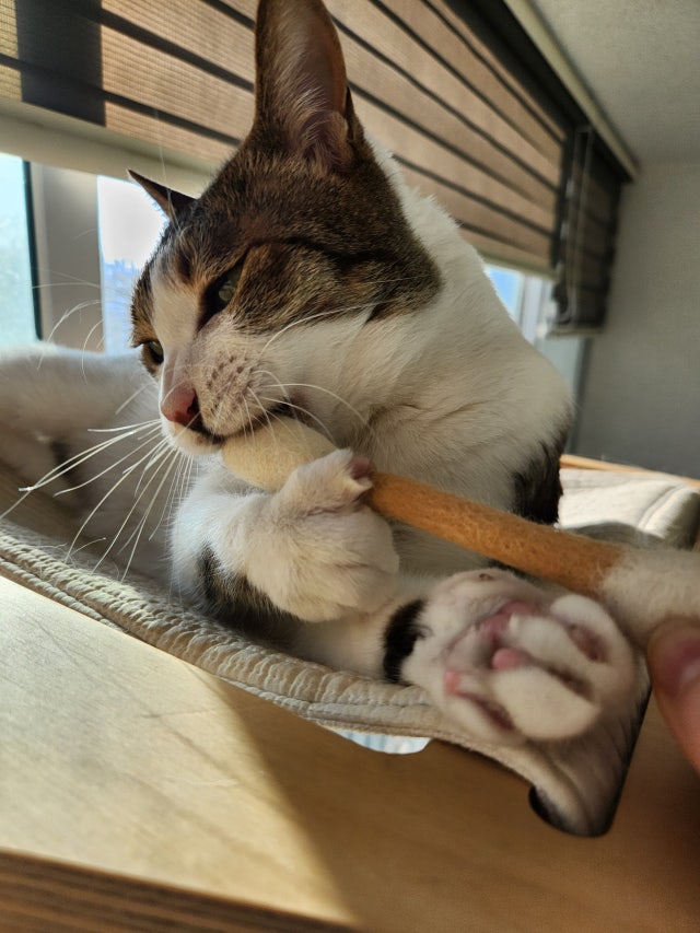 *現貨*HUE PLANE - 貓薄荷羊毛棉籤