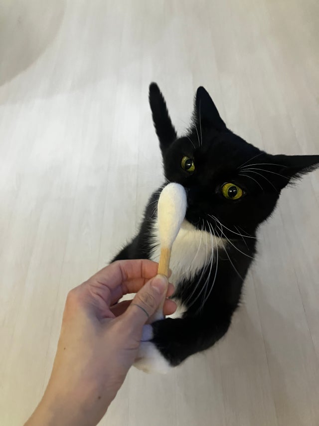 *現貨*HUE PLANE - 貓薄荷羊毛棉籤